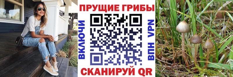 Галлюциногенные грибы Cubensis Петухово